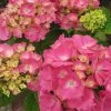 Hortensia - Hydrangea Macrophylla Rosita -Promesse Fleurs Boutique Hydrangea macrophylla Rosita 82568 1