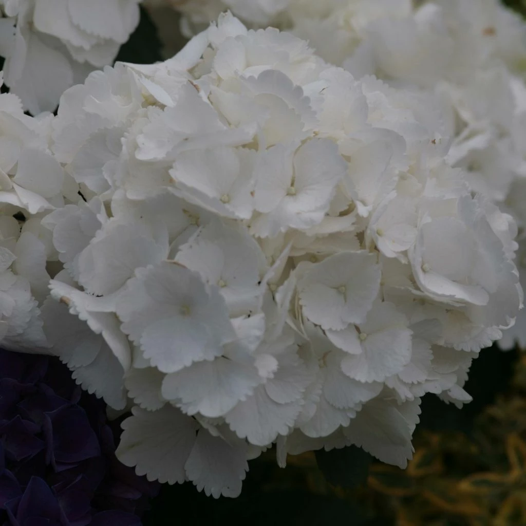 Hortensia - Hydrangea Macrophylla Schneeball 3 Hortensia - Hydrangea Macrophylla Schneeball