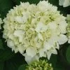 Hortensia - Hydrangea Macrophylla Sœur Thérèse -Promesse Fleurs Boutique Hydrangea macrophylla Soeur Therese 82569 1