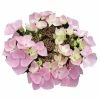 Hortensia - Hydrangea Macrophylla Messalina -Promesse Fleurs Boutique Hydrangea macrophylla Teller Messalina 82751 1