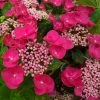 Hortensia Macrophylla Teller Red 1 Hortensia Macrophylla Teller Red -Promesse Fleurs Boutique Hydrangea macrophylla Teller Red copyright 1000552 1