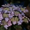 Hortensia - Hydrangea Macrophylla Tiffany -Promesse Fleurs Boutique Hydrangea macrophylla Tiffany 81593 1 1