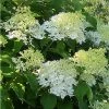 Hydrangea Paniculata Bombshell - Hortensia Paniculé -Promesse Fleurs Boutique Hydrangea paniculata Bombshell 88330 1