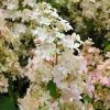 Hydrangea Paniculata Confetti - Hortensia Paniculé 2 Hydrangea Paniculata Confetti - Hortensia Paniculé -Promesse Fleurs Boutique Hydrangea paniculata Confetti copyright 17707 1