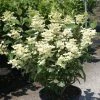Hydrangea Paniculata Early Sensation - Hortensia Paniculé 2 Hydrangea Paniculata Early Sensation - Hortensia Paniculé -Promesse Fleurs Boutique Hydrangea paniculata Early Sensation 7424 2