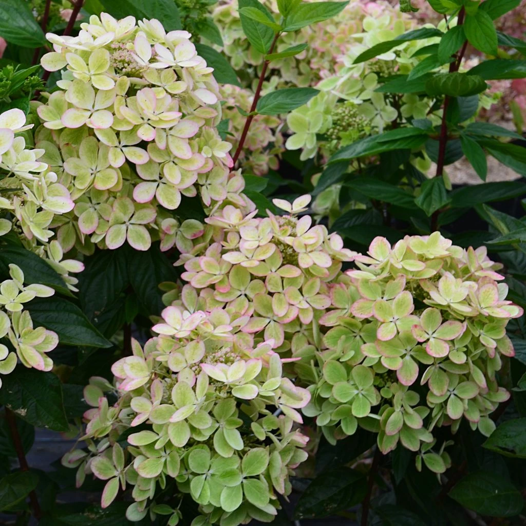 Hydrangea Paniculata Pastelgreen - Hortensia Paniculé 3 Hydrangea Paniculata Pastelgreen - Hortensia Paniculé