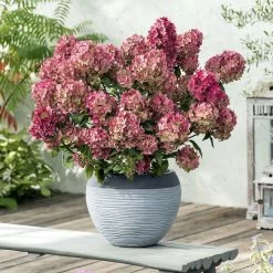 Hydrangea Paniculata Petite Star - Hortensia Paniculé