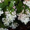 Hydrangea Paniculata White Diamond - Hortensia Paniculé -Promesse Fleurs Boutique Hydrangea paniculata White Diamond 7487 1