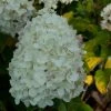 Hydrangea Paniculata Silver Dollar - Hortensia Paniculé 2 Hydrangea Paniculata Silver Dollar - Hortensia Paniculé -Promesse Fleurs Boutique Hydrangea paniculata silver Dollar 7866 1 1