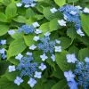 Hortensia Serrata Annie's Blue