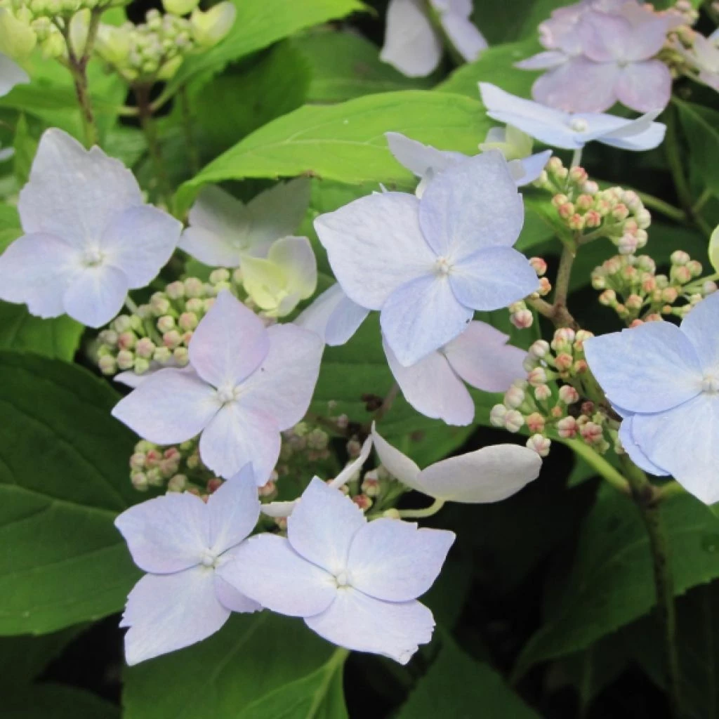 Hortensia - Hydrangea Serrata Blue Deckle 3 Hortensia - Hydrangea Serrata Blue Deckle