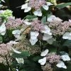 Hortensia - Hydrangea Serrata Intermedia -Promesse Fleurs Boutique Hydrangea serrata Intermedia IF 1006672 1
