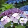 Hortensia - Hydrangea Serrata Klaveren 1 Hortensia - Hydrangea Serrata Klaveren -Promesse Fleurs Boutique Hydrangea serrata Klaveren 67848 1