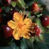 Hypericum Inodorum Magical Universe - Millepertuis -Promesse Fleurs Boutique Hypericum x inodorum Magical Universe 84104 1