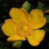 Millepertuis - Hypericum (x) Moserianum -Promesse Fleurs Boutique Hypericum x moserianum 84106 1