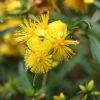 Millepertuis - Hypericum Densiflorum Buttercup -Promesse Fleurs Boutique Hypericum densiflorum Buttercup 84098 1