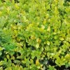 Houx Crénelé - Ilex Crenata Golden Gem -Promesse Fleurs Boutique ILEX CRENATA GOLDEN GEM 781727 1