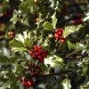 Houx Commun - Ilex Aquifolium Alaska 2 Houx Commun - Ilex Aquifolium Alaska -Promesse Fleurs Boutique Ilex aquifolium Alaska 7850 1