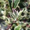 Houx - Ilex Aquifolium Ingramii -Promesse Fleurs Boutique Ilex aquifolium Ingramii copyright 1003091 1