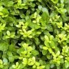 Houx Crénelé - Ilex Crenata Blondie -Promesse Fleurs Boutique Ilex crenata Blondie 781726 1
