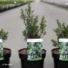 Ilex Crenata Chat'o - Houx Crénelé -Promesse Fleurs Boutique Ilex crenata Chat o 87392 1