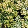 Houx Crénelé - Ilex Crenata Convexed Gold -Promesse Fleurs Boutique Ilex crenata Convexed Gold 100259 1