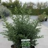 Ilex Crenata Stokes - Houx Crénelé Nain 2 Ilex Crenata Stokes - Houx Crénelé Nain -Promesse Fleurs Boutique Ilex crenata Stokes 87481 1