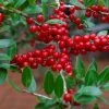 Houx Verticillé Femelle Maryland Beauty - Ilex Verticillata -Promesse Fleurs Boutique Ilex verticillata Maryland Beauty 15381 1