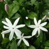 Jasmin Sauvage étoilé - Jasminum Multipartitum 2 Jasmin Sauvage étoilé - Jasminum Multipartitum -Promesse Fleurs Boutique Jasminum multipartitum 83641 1
