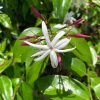 Jasminum Nitidum - Jasmin 1 Jasminum Nitidum - Jasmin -Promesse Fleurs Boutique Jasminum nitidum 89985 1