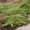 Genévrier Commun - Juniperus Communis Green Carpet -Promesse Fleurs Boutique Juniperus communis Green Carpet 0651002 1 1