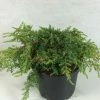 Juniperus Communis Hornibrookii - Genévrier Commun 2 Juniperus Communis Hornibrookii - Genévrier Commun -Promesse Fleurs Boutique Juniperus communis Hornibrookii 652002 1