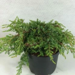 Juniperus Communis Hornibrookii - Genévrier Commun