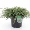 Genévrier Commun - Juniperus Communis Repanda -Promesse Fleurs Boutique Juniperus communis Repanda 84116 1