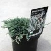Genévrier Rampant - Juniperus Horizontalis Icee Blue -Promesse Fleurs Boutique Juniperus horizontalis Icee Blue 88126 1