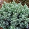 Juniperus Squamata Blue Star - Genévrier écailleux
