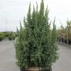 Genévrier écailleux - Juniperus Squamata Loderi -Promesse Fleurs Boutique Juniperus squamata Loderi 84122 1