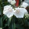 Kalmia Latifolia Elf - Laurier Des Montagnes -Promesse Fleurs Boutique Kalmia latifolia Elf 83151 1