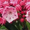 Kalmia Latifolia Ewa - Laurier Des Montagnes Rose Pâle Veiné De Pourpre -Promesse Fleurs Boutique Kalmia latifolia Ewa 781988 1