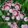 Kalmia Latifolia Galaxy - Laurier Des Montagnes -Promesse Fleurs Boutique Kalmia latifolia Galaxy Laurier des montagnes a fleurs lie de vie et blanc 16336 1