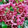 Kalmia Latifolia Heart's Desire - Laurier Des Montagnes Rouge Et Blanc -Promesse Fleurs Boutique Kalmia latifolia Hearts Desire 781986 1