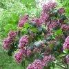 Kalmia Latifolia Keepsake - Laurier Des Montagnes Rouge Et Blanc