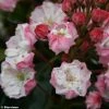 Kalmia Latifolia Madeline - Laurier Des Montagnes Double, Rose Pâle -Promesse Fleurs Boutique Kalmia latifolia Madeline 781982 1