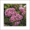 Kalmia Latifolia Otsbo Red - Laurier Des Montagnes Rouge Et Rose Vif. -Promesse Fleurs Boutique Kalmia latifolia Ostbo Red 83153 1