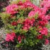 Kalmia Latifolia Pink Charm - Laurier Des Montagnes Rose Foncé -Promesse Fleurs Boutique Kalmia latifolia Pink Charm 781984 1