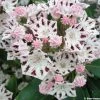 Kalmia Latifolia Windrose - Laurier Des Montagnes Blanc Et Brun Pourpré -Promesse Fleurs Boutique Kalmia latifolia Windrose 781991 1