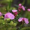 Kalmia Polifolia - Laurier Des Montagnes à Feuilles D'andromède -Promesse Fleurs Boutique Kalmia polifolia 84124 1