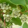 Kiwaï Nostino Mâle - Actinidia Arguta 1 Kiwaï Nostino Mâle - Actinidia Arguta -Promesse Fleurs Boutique Kiwai Nostino male Actinidia arguta 82691 1