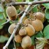 Kiwi Solissimo Bio - Actinidia Deliciosa 1 Kiwi Solissimo Bio - Actinidia Deliciosa -Promesse Fleurs Boutique Kiwi autofertile Solissimo IF 16414 1