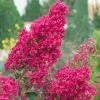 Lagerstroemia Indica Summer Charm Tonto - Lilas Des Indes -Promesse Fleurs Boutique LAGERSTROEMIA TONTO 781738 1